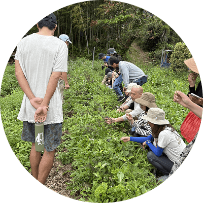 農作物を摘み取る人たちの写真