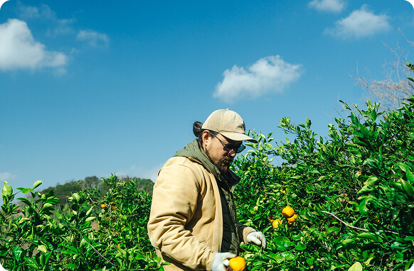 柑橘を収穫している男性の写真