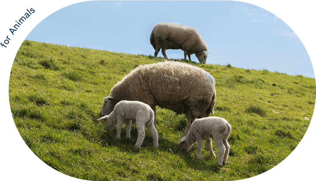 草を食べる二頭の羊の写真