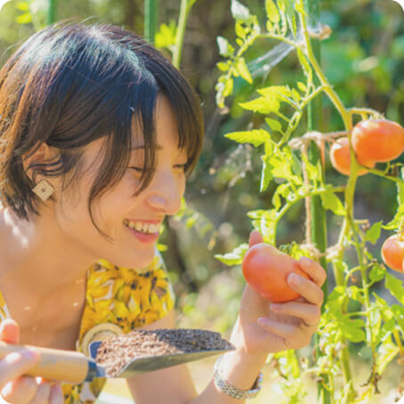 トマトを収穫しているような女性の写真