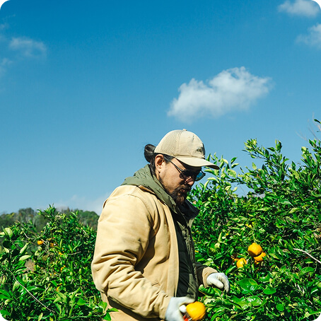 農園で柑橘の収穫をする男性の写真