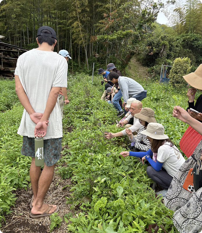 農作物を摘み取る人たちの写真