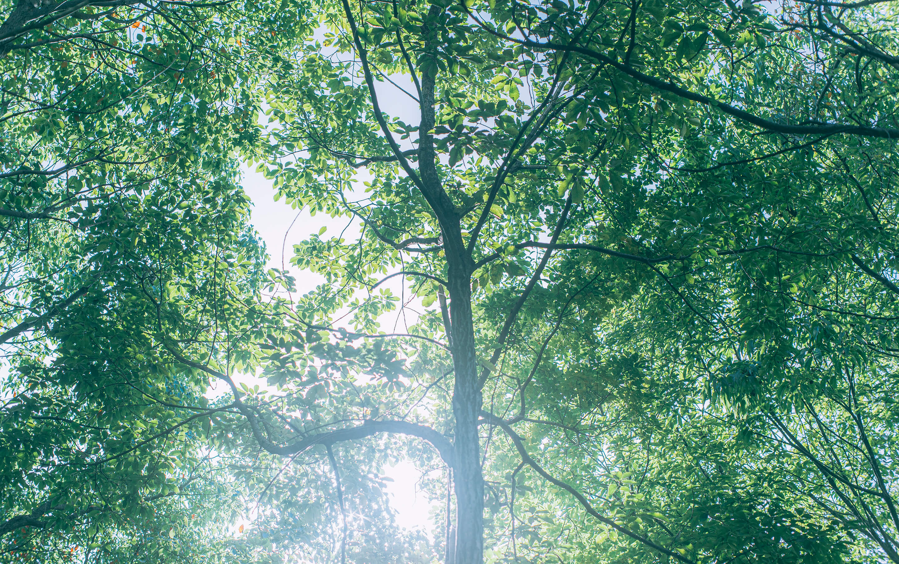木々に太陽の光が差し込んでる写真