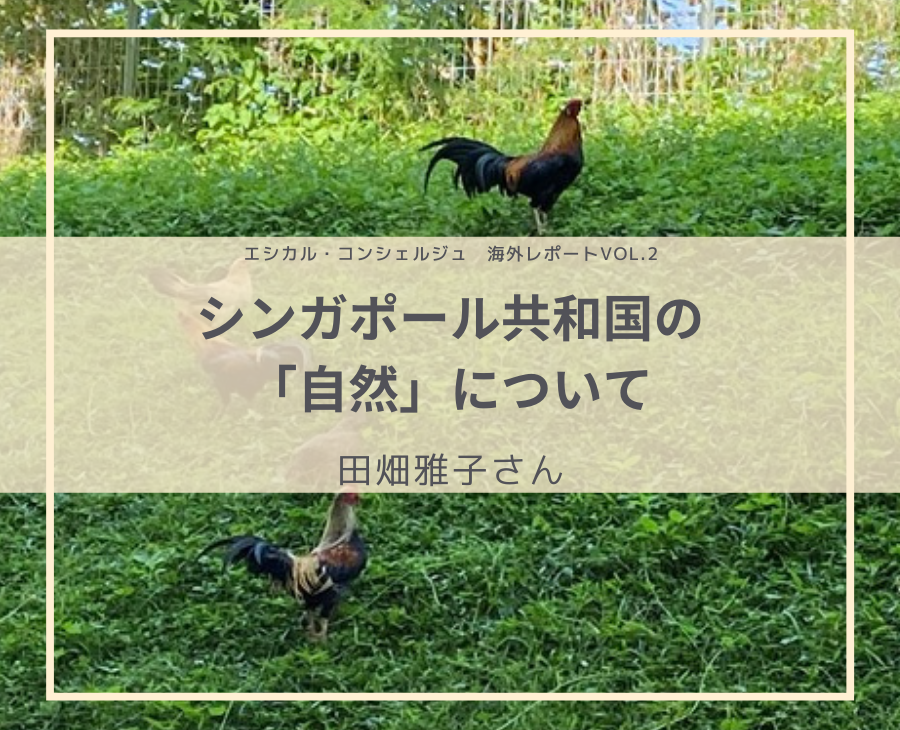 シンガポール共和国の「自然」について:田畑雅子さん